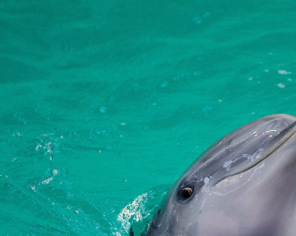 Lorem ipsum dolor sit amet