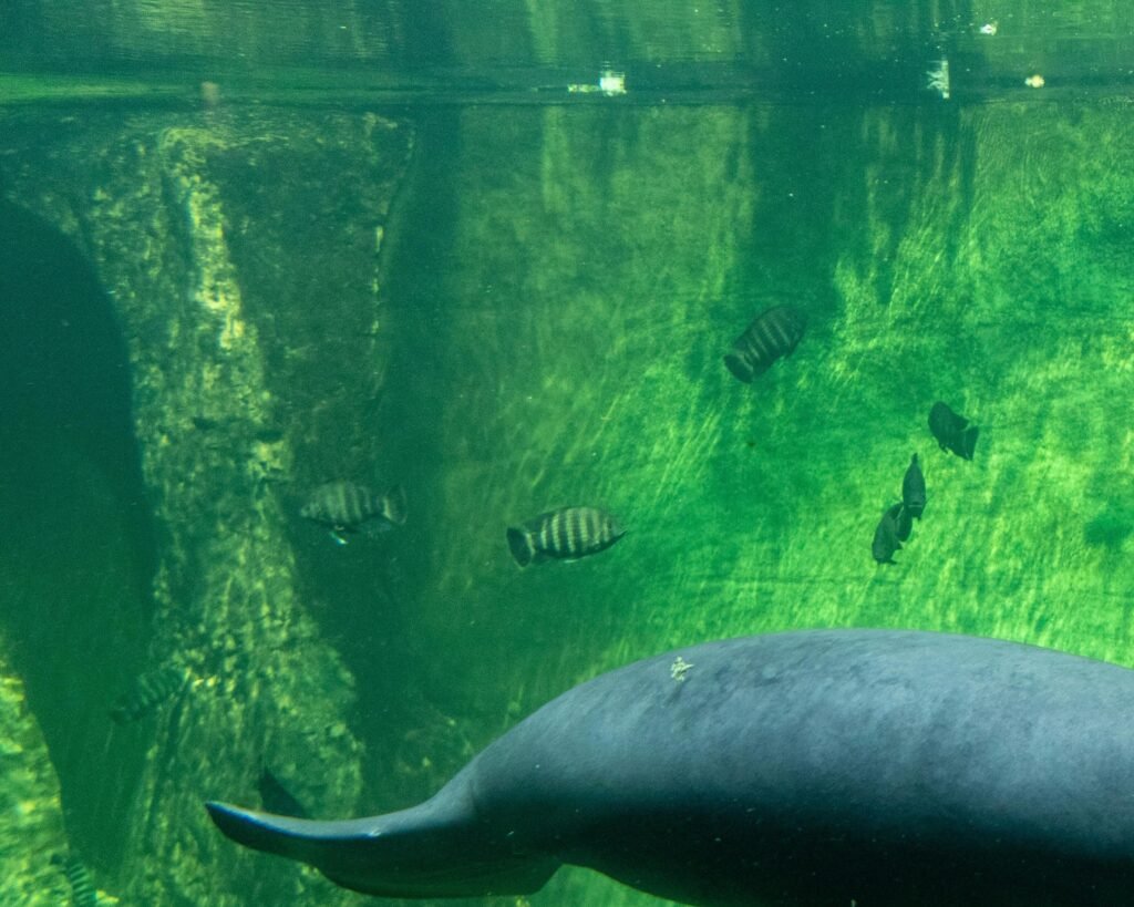 Lorem ipsum dolor sit amet