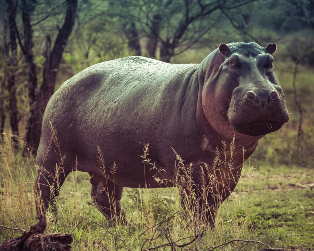 Lorem ipsum dolor sit amet